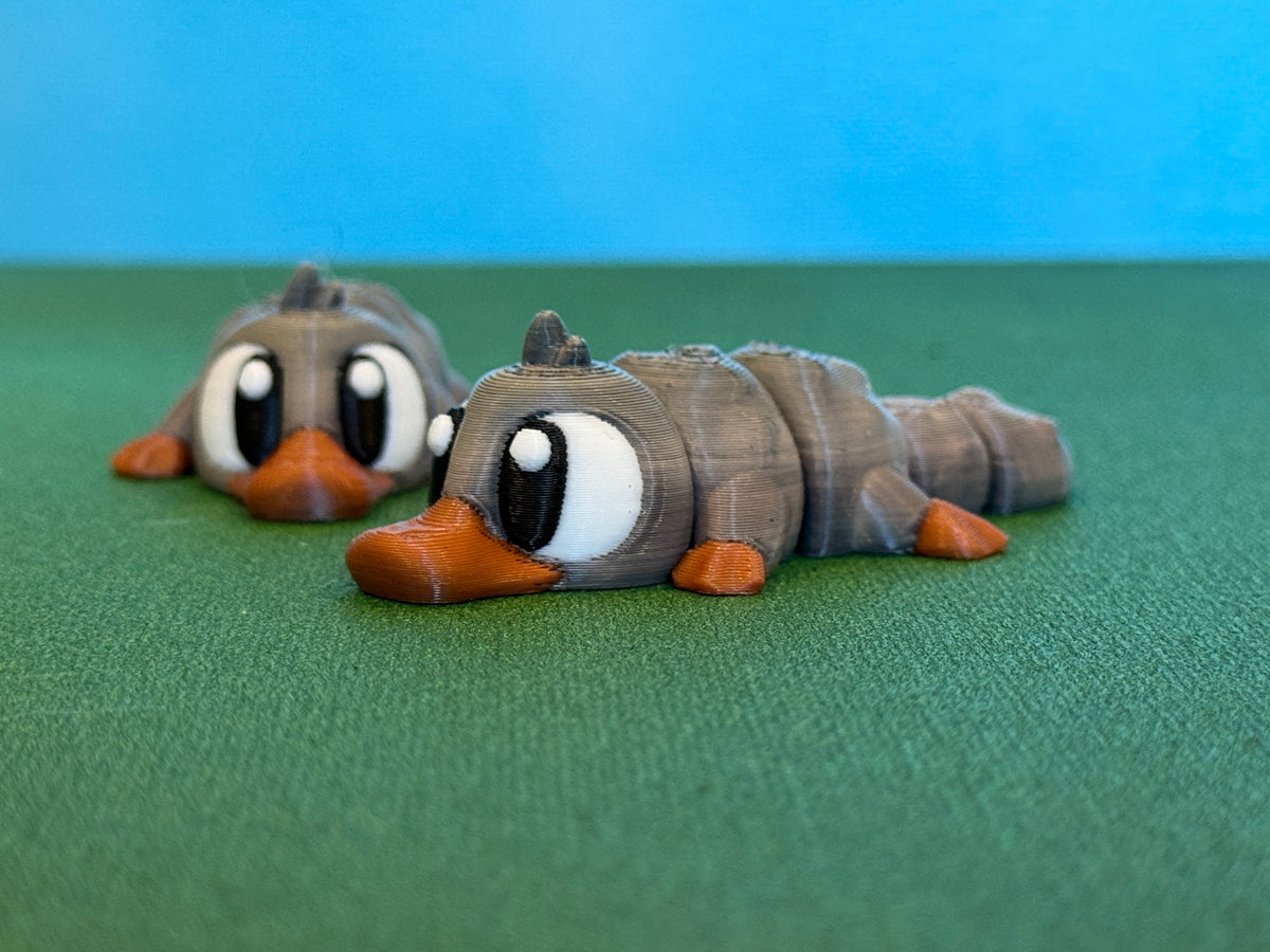Australian Platypus